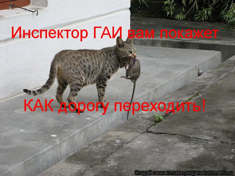 Инспектор ГАИ вам покажет КАК дорогу переходить!... Котоматрица: Инспектор ГАИ вам покажет КАК дорогу переходить!