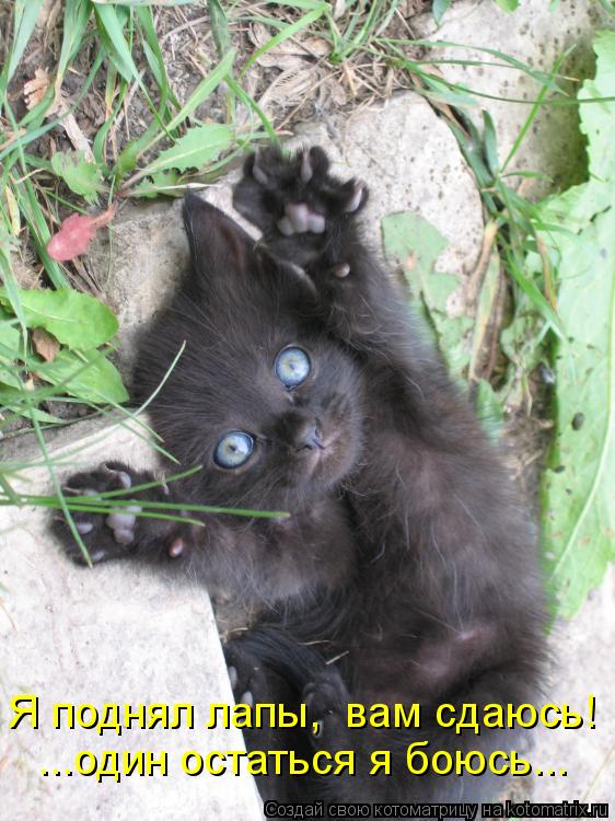 Я поднял лапы, вам сдаюсь! ...один остаться я боюсь...... Котоматрица: Я поднял лапы, вам сдаюсь! ...один остаться я боюсь...