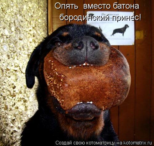 Опять вместо батона бородинский принёс!... Котоматрица: Опять вместо батона бородинский принёс!