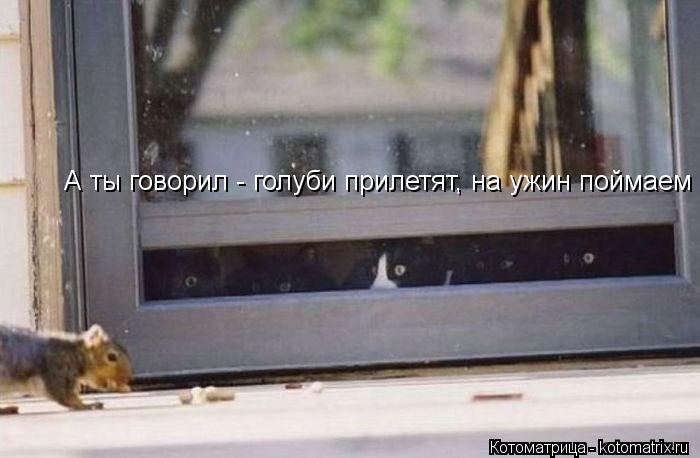 А ты говорил - голуби прилетят, на ужин поймаем... Котоматрица: А ты говорил - голуби прилетят, на ужин поймаем