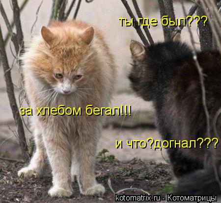 ты где был??? за хлебом бегал!!! и что?догнал???... Котоматрица: ты где был??? за хлебом бегал!!! и что?догнал???