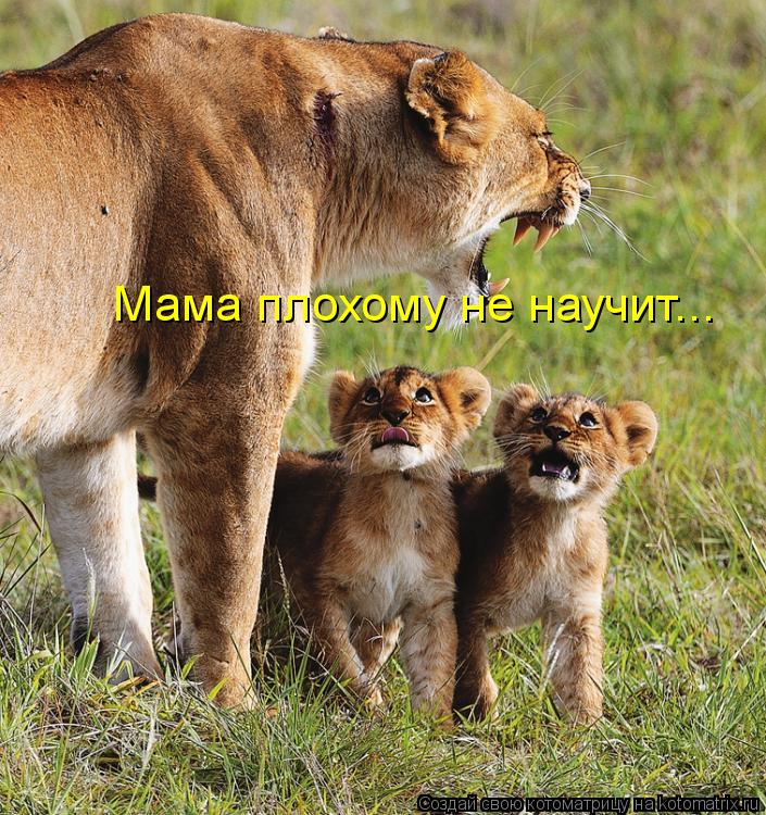 Мама плохому не научит...... Котоматрица: Мама плохому не научит...