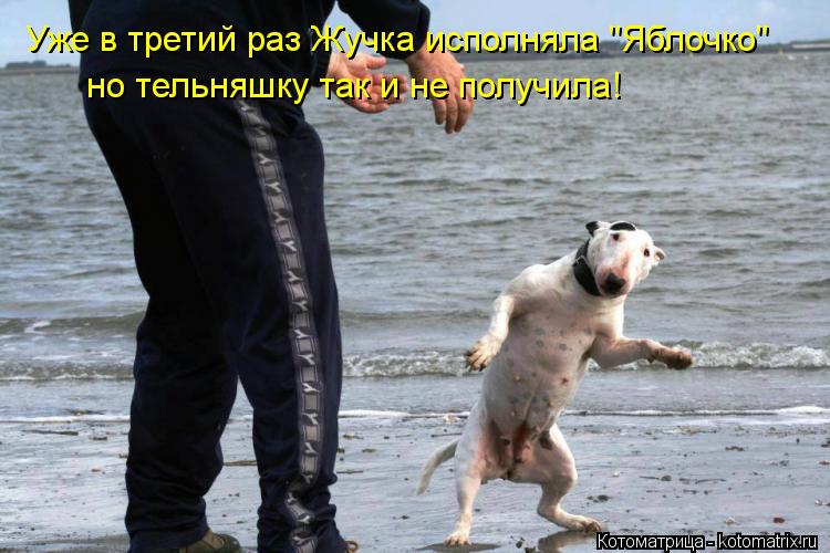 Уже в третий раз Жучка исполняла "Яблочко" но тельняшку так и не получила!... Котоматрица: Уже в третий раз Жучка исполняла "Яблочко" но тельняшку так и не получила!