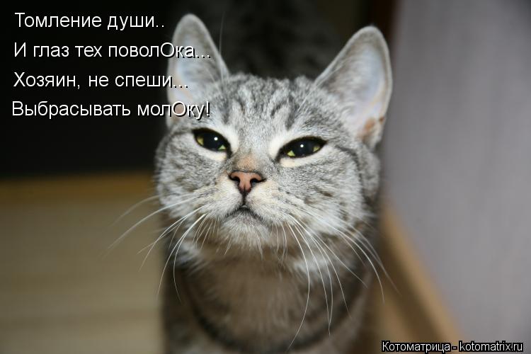 Томление души.. И глаз тех поволОка... Хозяин, не спеши... Выбрасывать молОку!... Котоматрица: Томление души.. И глаз тех поволОка... Хозяин, не спеши... Выбрасывать молОку!