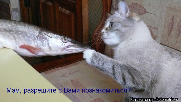 Мэм, разрешите с Вами познакомиться?... Котоматрица: Мэм, разрешите с Вами познакомиться?