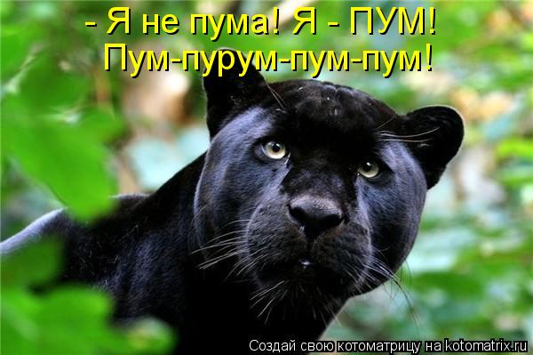 - Я не пума! Я - ПУМ! Пум-пурум-пум-пум!... Котоматрица: - Я не пума! Я - ПУМ! Пум-пурум-пум-пум!