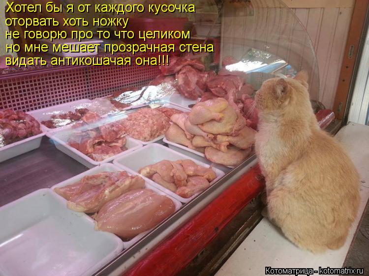 Хотел бы я от каждого кусочка оторвать хоть ножку не говорю про то что целиком но мне мешает прозрачн... Котоматрица: Хотел бы я от каждого кусочка оторвать хоть ножку не говорю про то что целиком но мне мешает прозрачная стена видать антикошачая она!!!