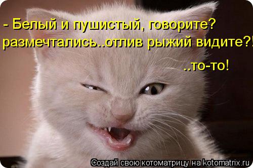 - Белый и пушистый, говорите? размечтались..отлив рыжий видите?! ..то-то!... Котоматрица: - Белый и пушистый, говорите? размечтались..отлив рыжий видите?! ..то-то!