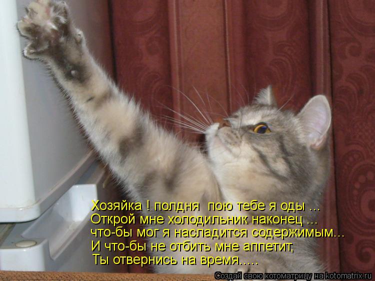 Хозяйка ! полдня пою тебе я оды ... Открой мне холодильник наконец ... что-бы мог я насладится содер... Котоматрица: Хозяйка ! полдня пою тебе я оды ... Открой мне холодильник наконец ... что-бы мог я насладится содержимым... И что-бы не отбить мне аппетит, Ты от