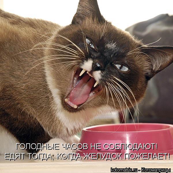 ЕДЯТ ТОГДА, КОГДА ЖЕЛУДОК ПОЖЕЛАЕТ! ГОЛОДНЫЕ ЧАСОВ НЕ СОБЛЮДАЮТ!... Котоматрица: ЕДЯТ ТОГДА, КОГДА ЖЕЛУДОК ПОЖЕЛАЕТ! ГОЛОДНЫЕ ЧАСОВ НЕ СОБЛЮДАЮТ!
