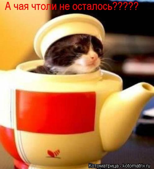А чая чтоли не осталось?????... Котоматрица: А чая чтоли не осталось?????