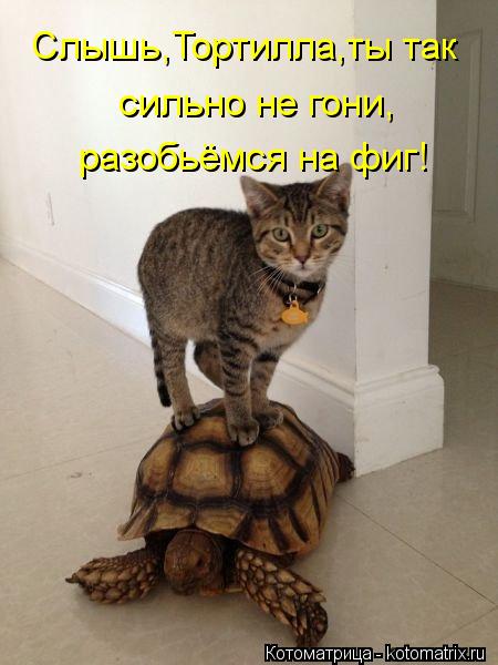 Слышь,Тортилла,ты так сильно не гони, разобьёмся на фиг!... Котоматрица: Слышь,Тортилла,ты так сильно не гони, разобьёмся на фиг!