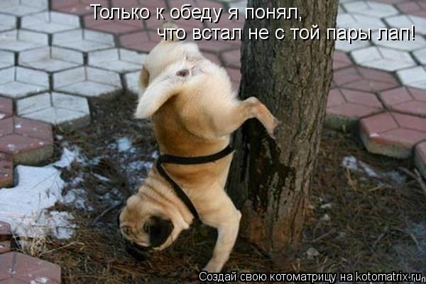 Только к обеду я понял, что встал не с той пары лап!... Котоматрица: Только к обеду я понял, что встал не с той пары лап!
