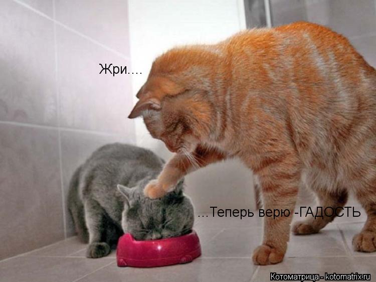 Жри.... ...Теперь верю -ГАДОСТЬ... Котоматрица: Жри.... ...Теперь верю -ГАДОСТЬ
