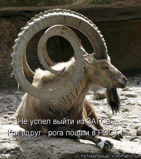 Не успел выйти из ЗАГСа ..... Как вдруг , рога пошли в РОСТ !... Котоматрица: Не успел выйти из ЗАГСа ..... Как вдруг , рога пошли в РОСТ !