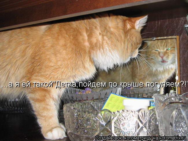 ...а я ей такой"Детка,пойдем по крыше погуляем?!"... Котоматрица: ...а я ей такой"Детка,пойдем по крыше погуляем?!"
