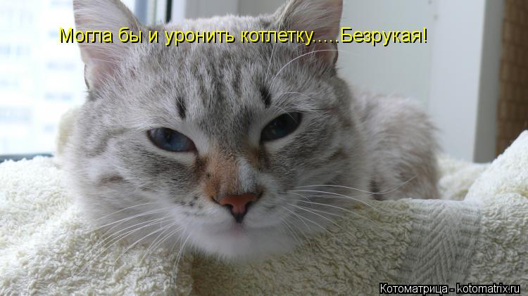Могла бы и уронить котлетку.....Безрукая!... Котоматрица: Могла бы и уронить котлетку.....Безрукая!