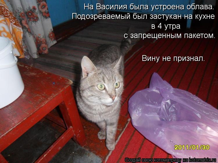 На Василия была устроена облава. Подозреваемый был застукан на кухне в 4 утра с запрещенным пакетом.... Котоматрица: На Василия была устроена облава. Подозреваемый был застукан на кухне в 4 утра с запрещенным пакетом. Вину не признал.