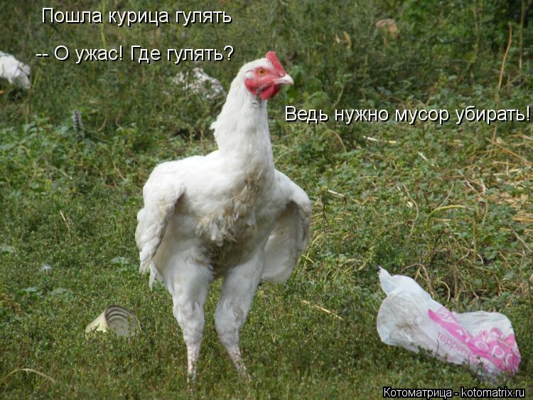 Пошла курица гулять -- О ужас! Где гулять? Ведь нужно мусор убирать!... Котоматрица: Пошла курица гулять -- О ужас! Где гулять? Ведь нужно мусор убирать!