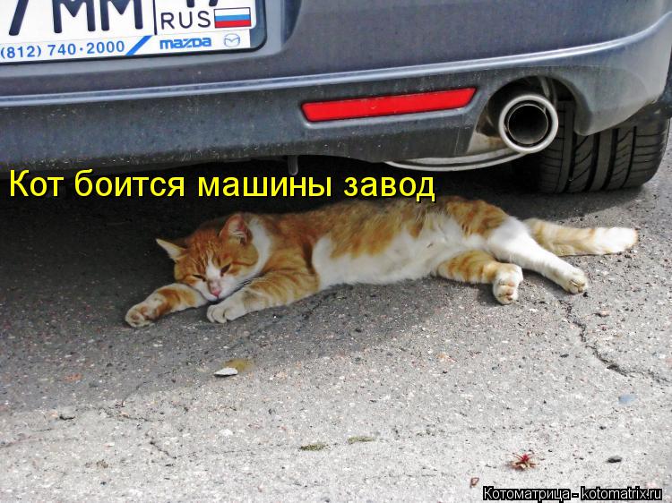 Кот боится машины завод... Котоматрица: Кот боится машины завод