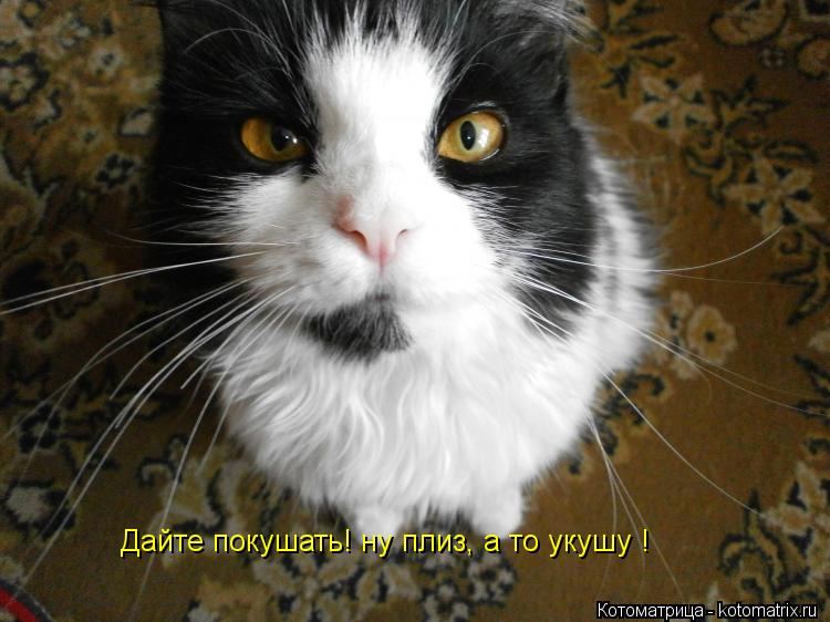 Дайте покушать! ну плиз, а то укушу !... Котоматрица: Дайте покушать! ну плиз, а то укушу !