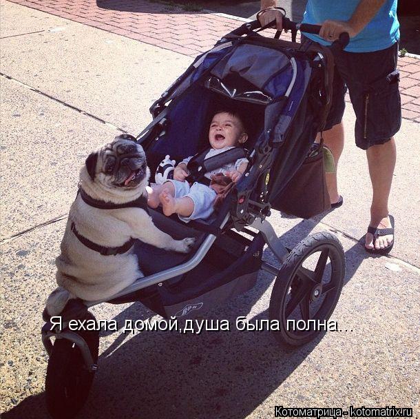 Я ехала домой,душа была полна...... Котоматрица: Я ехала домой,душа была полна...