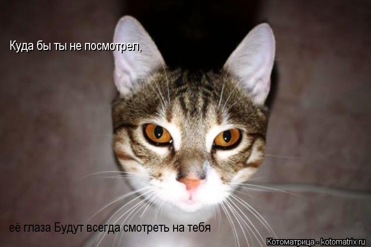 Куда бы ты не посмотрел, её глаза Будут всегда смотреть на тебя... Котоматрица: Куда бы ты не посмотрел, её глаза Будут всегда смотреть на тебя