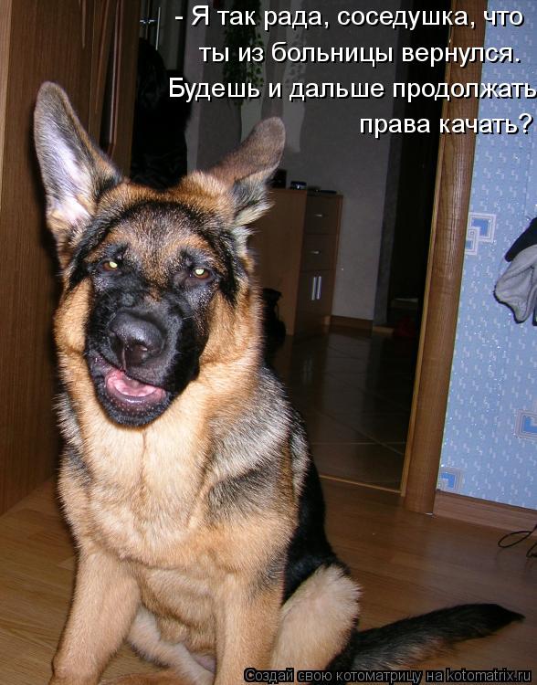 - Я так рада, соседушка, что ты из больницы вернулся. Будешь и дальше продолжать права качать?... Котоматрица: - Я так рада, соседушка, что ты из больницы вернулся. Будешь и дальше продолжать права качать?