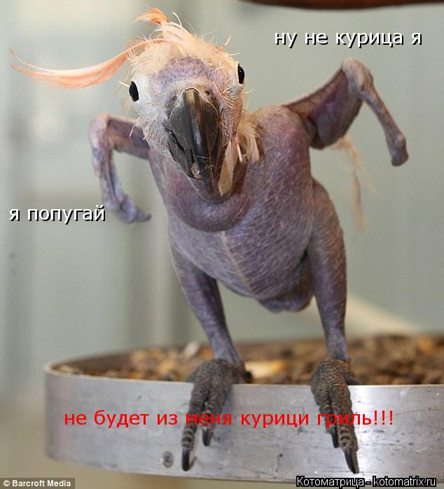 ну не курица я я попугай не будет из меня курици гриль!!!... Котоматрица: ну не курица я я попугай не будет из меня курици гриль!!!