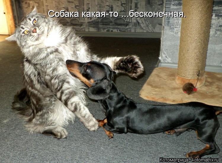 Собака какая-то ...бесконечная.... Котоматрица: Собака какая-то ...бесконечная.