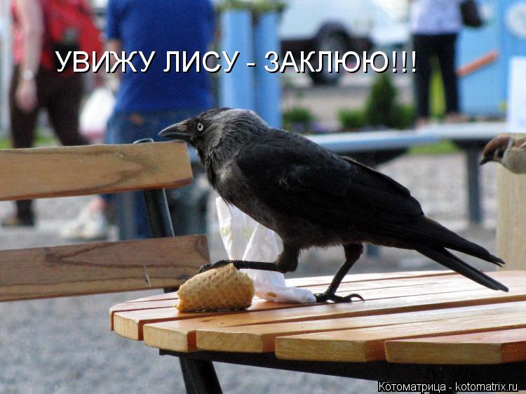 УВИЖУ ЛИСУ - ЗАКЛЮЮ!!!... Котоматрица: УВИЖУ ЛИСУ - ЗАКЛЮЮ!!!