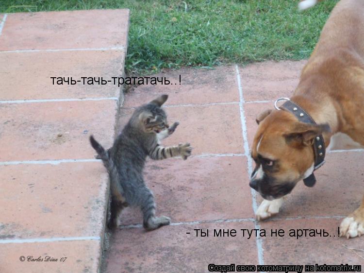 тачь-тачь-трататачь..! - ты мне тута не артачь..!... Котоматрица: тачь-тачь-трататачь..! - ты мне тута не артачь..!