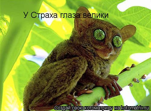 У Страха глаза велики... Котоматрица: У Страха глаза велики