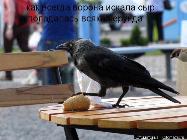 как всегда ворона искала сыр а попадалась всякая ерунда... Котоматрица: как всегда ворона искала сыр а попадалась всякая ерунда
