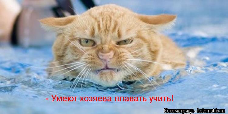- Умеют хозяева плавать учить!... Котоматрица: - Умеют хозяева плавать учить!