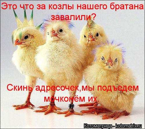 Это что за козлы нашего братана завалили? Скинь адресочек,мы подъедем мочконём их.... Котоматрица: Это что за козлы нашего братана завалили? Скинь адресочек,мы подъедем мочконём их.