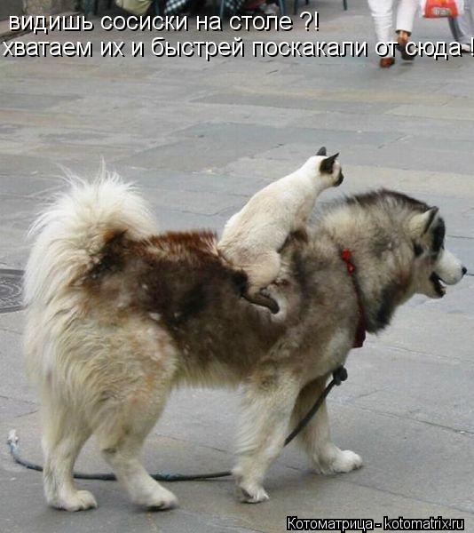 видишь сосиски на столе ?! хватаем их и быстрей поскакали от сюда !!!... Котоматрица: видишь сосиски на столе ?! хватаем их и быстрей поскакали от сюда !!!