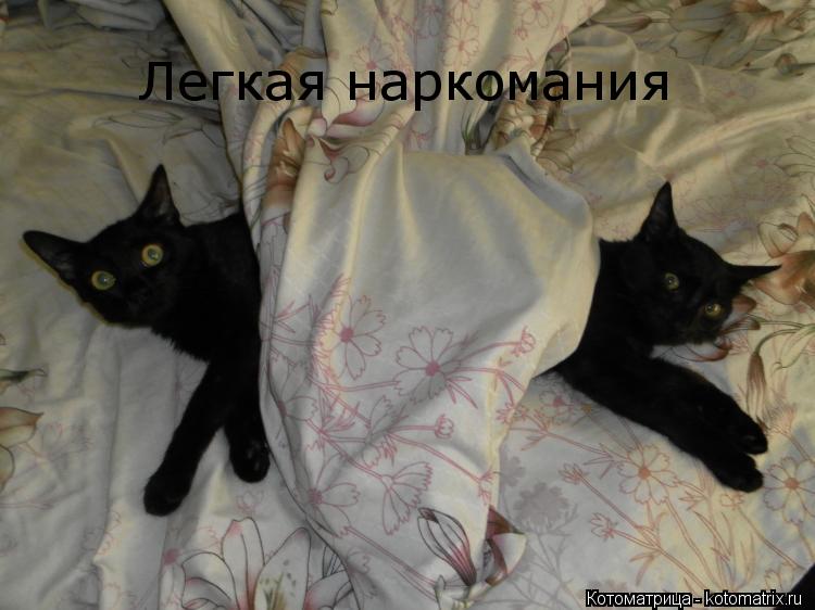 Легкая наркомания... Котоматрица: Легкая наркомания
