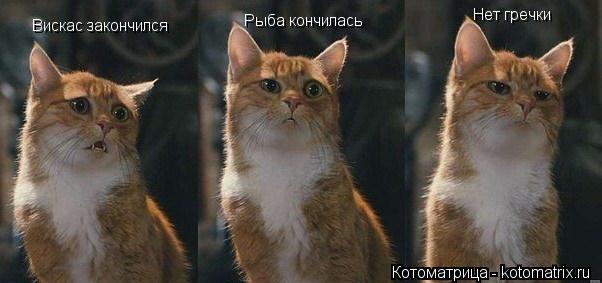 Вискас закончился Рыба кончилась Нет гречки... Котоматрица: Вискас закончился Рыба кончилась Нет гречки