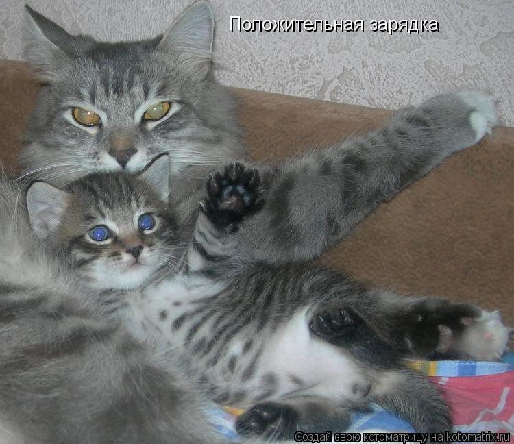 Положительная зарядка... Котоматрица: Положительная зарядка
