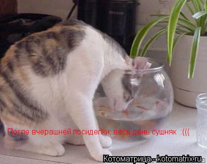После вчерашней посиделки, весь день сушняк :(((... Котоматрица: После вчерашней посиделки, весь день сушняк :(((