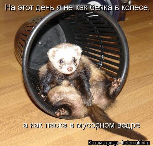 На этот день я не как белка в колесе, а как ласка в мусорном ведре... Котоматрица: На этот день я не как белка в колесе, а как ласка в мусорном ведре