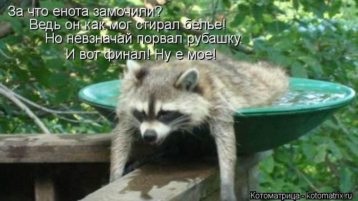 За что енота замочили? Ведь он как мог стирал белье! Но невзначай порвал рубашку. И вот финал! Ну е ... Котоматрица: За что енота замочили? Ведь он как мог стирал белье! Но невзначай порвал рубашку. И вот финал! Ну е мое!