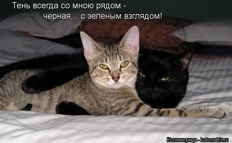 Тень всегда со мною рядом - черная... с зеленым взглядом!... Котоматрица: Тень всегда со мною рядом - черная... с зеленым взглядом!