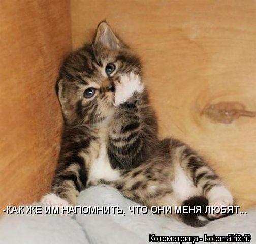 -КАК ЖЕ ИМ НАПОМНИТЬ, ЧТО ОНИ МЕНЯ ЛЮБЯТ...... Котоматрица: -КАК ЖЕ ИМ НАПОМНИТЬ, ЧТО ОНИ МЕНЯ ЛЮБЯТ...