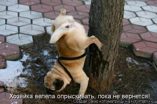 http://kotomatrix.ru/images/lolz/2013/07/23/kotomatritsa_aq.jpg