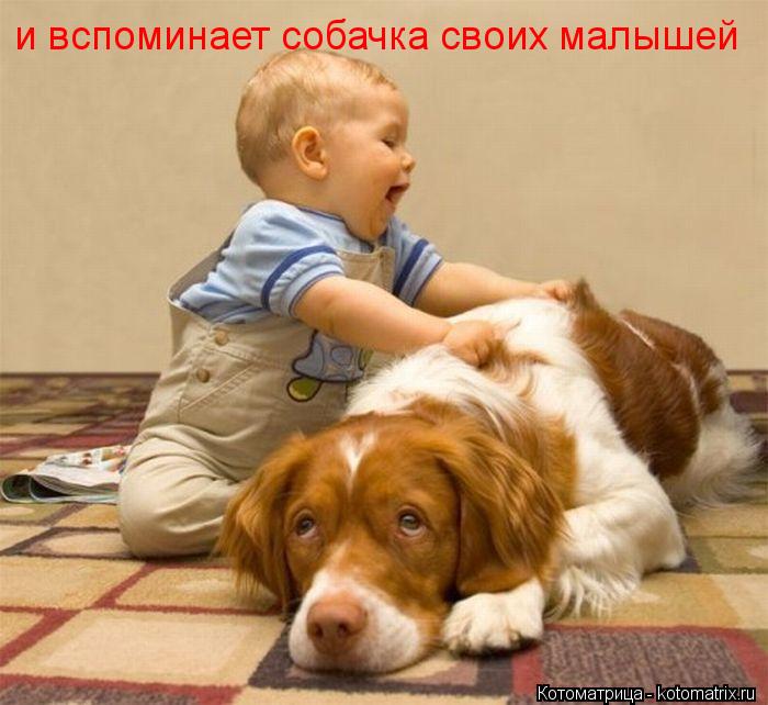 и вспоминает собачка своих малышей... Котоматрица: и вспоминает собачка своих малышей