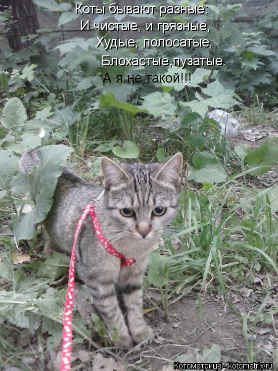 Коты бывают разные: И чистые, и грязные, Худые, полосатые, Блохастые,пузатые. А я не такой!!!... Котоматрица: Коты бывают разные: И чистые, и грязные, Худые, полосатые, Блохастые,пузатые. А я не такой!!!