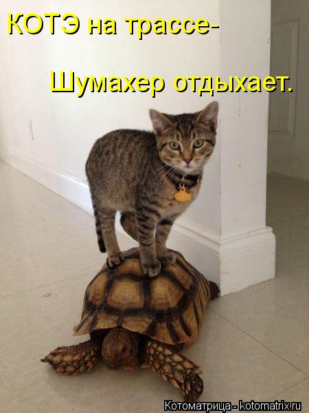 КОТЭ на трассе- Шумахер отдыхает.... Котоматрица: КОТЭ на трассе- Шумахер отдыхает.