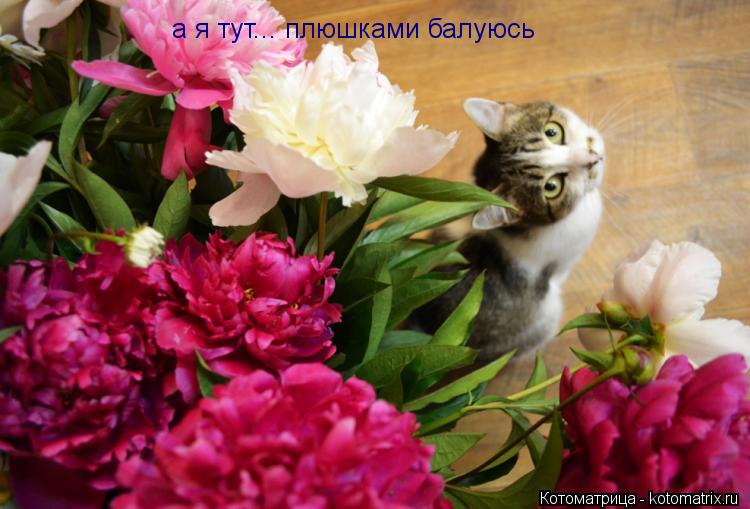 а я тут... плюшками балуюсь... Котоматрица: а я тут... плюшками балуюсь
